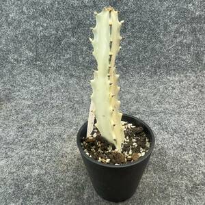 【鉢ごと発送】ユーフォルビア・ホワイトゴースト / Euphorbia White Ghost /3.5号鉢 / サボテン・塊根・多肉植物【現品】24-2-21-17