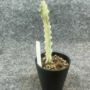 【鉢ごと発送】ユーフォルビア・ホワイトゴースト / Euphorbia White Ghost /3.5号鉢 / サボテン・塊根・多肉植物【現品】24-2-21-20