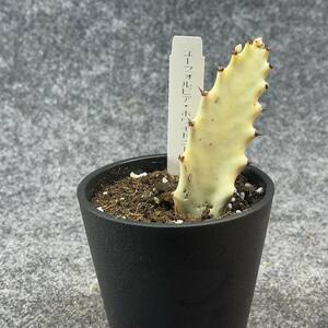 【鉢ごと発送】ユーフォルビア・ホワイトゴースト / Euphorbia White Ghost /3.5号鉢 / サボテン・塊根・多肉植物【現品】24-2-15-29