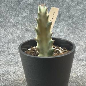 【鉢ごと発送】ユーフォルビア・ホワイトゴースト / Euphorbia White Ghost /3.5号鉢 / サボテン・塊根・多肉植物【現品】24-2-21-01