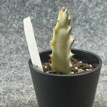 【鉢ごと発送】ユーフォルビア・ホワイトゴースト / Euphorbia White Ghost /3.5号鉢 / サボテン・塊根・多肉植物【現品】24-2-21-01_画像4