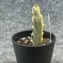 【鉢ごと発送】ユーフォルビア・ホワイトゴースト / Euphorbia White Ghost /3.5号鉢 / サボテン・塊根・多肉植物【現品】24-2-21-01_画像5