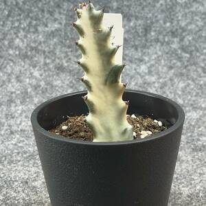 【鉢ごと発送】ユーフォルビア・ホワイトゴースト / Euphorbia White Ghost /3.5号鉢 / サボテン・塊根・多肉植物【現品】24-2-21-02