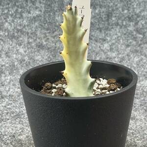 【鉢ごと発送】ユーフォルビア・ホワイトゴースト / Euphorbia White Ghost /3.5号鉢 / サボテン・塊根・多肉植物【現品】24-2-21-03