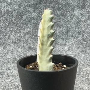 【鉢ごと発送】ユーフォルビア・ホワイトゴースト / Euphorbia White Ghost /3.5号鉢 / サボテン・塊根・多肉植物【現品】24-2-21-05