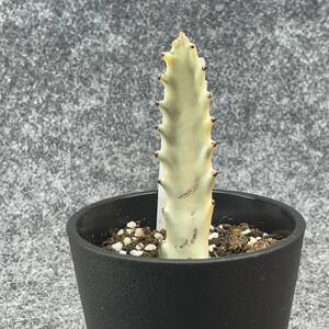 【鉢ごと発送】ユーフォルビア・ホワイトゴースト / Euphorbia White Ghost /3.5号鉢 / サボテン・塊根・多肉植物【現品】24-2-21-06