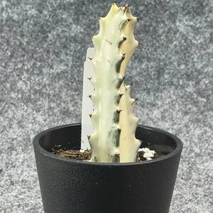 【鉢ごと発送】ユーフォルビア・ホワイトゴースト / Euphorbia White Ghost /3.5号鉢 / サボテン・塊根・多肉植物【現品】24-2-21-07