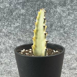 【鉢ごと発送】ユーフォルビア・ホワイトゴースト / Euphorbia White Ghost /3.5号鉢 / サボテン・塊根・多肉植物【現品】24-2-21-34
