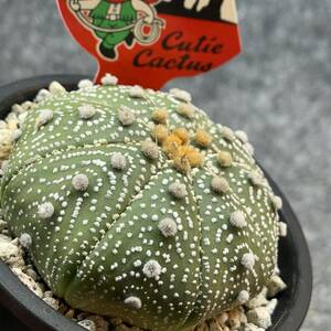 【鉢ごと発送】アストロフィツム 兜丸 / Sea-urchin cactus /3.5号鉢 / サボテン・塊根・多肉植物【現品】24-2-22-03