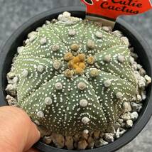 【鉢ごと発送】アストロフィツム 兜丸 / Sea-urchin cactus /3.5号鉢 / サボテン・塊根・多肉植物【現品】24-2-22-03_画像3