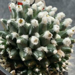 【鉢ごと発送】マミラリア・エルサム　/ Mammillaria bucareliensis ‘ERUSAMU’ /3.5号鉢 / サボテン・塊根・多肉植物【現品】24-2-22-06