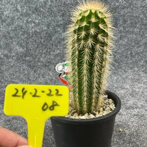 【鉢ごと発送】パキケレウス プリングレイ 武倫柱 / Pachycereus pringlei /3.5号鉢 / サボテン・塊根・多肉植物【現品】24-2-22-08の画像4