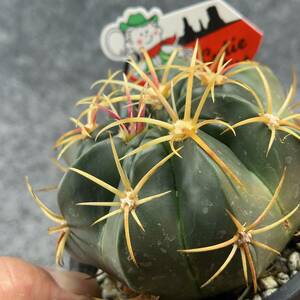 【鉢ごと発送】フェロカクタス・赤城　/ Ferocactus macrodiscus/3.5号鉢 / サボテン・塊根・多肉植物【現品】24-2-22-09