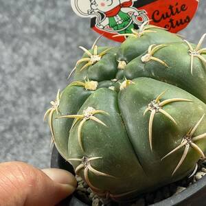 【鉢ごと発送】ギムノカリキュウム 海王丸 /Gymnocalycium denudatum/3.5号鉢 / サボテン・塊根・多肉植物【現品】24-2-22-28