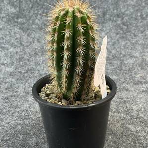 【鉢ごと発送】パキケレウス プリングレイ 武倫柱 / Pachycereus pringlei /3.5号鉢 / サボテン・塊根・多肉植物【現品】24-2-22-33の画像8