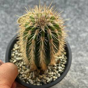 【鉢ごと発送】パキケレウス プリングレイ 武倫柱 / Pachycereus pringlei /3.5号鉢 / サボテン・塊根・多肉植物【現品】24-2-22-33の画像2