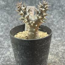 【鉢ごと発送】パキポディウム　デンシフローラム / Pachypodium densiflorum /3号鉢 / サボテン・塊根・多肉植物【現品】24-2-27-02_画像5