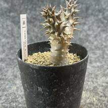 【鉢ごと発送】パキポディウム　デンシフローラム / Pachypodium densiflorum /3号鉢 / サボテン・塊根・多肉植物【現品】24-2-27-02_画像6