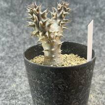 【鉢ごと発送】パキポディウム　デンシフローラム / Pachypodium densiflorum /3号鉢 / サボテン・塊根・多肉植物【現品】24-2-27-02_画像8