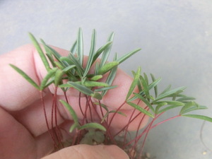 多肉植物/球根 オキザリス cf. カミエスベルゲンシス 【Oxalis cf. kamiesbergensis】