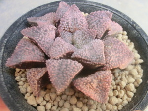 多肉植物 ハオルチア スターダスト ハオルシア 【Haworthia】