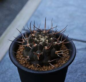 ★多肉植物★サボテン★ギムノカリキウム【Gymnocalycium ochoterenae var.varispinum】武勲丸変種・バリスピナム・実生・3号・Φ6.0・現品