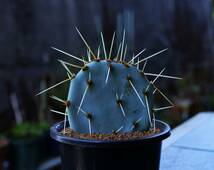 ★多肉植物★サボテン★オプンチア・ラグナエ【Opuntia lagunae】【和名：大極殿】・ターコイズブルー肌・強刺品・茎節・3号・希少・現品_画像3