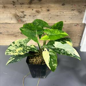 斑入りシンゴニューム　 Syngonium　California-Gold シンゴニウム　カリフォルニアゴールド#モヒート　ミルクコンフェッティ