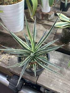 アガベ　ムルチフィリフェラ ”スターシャイン”　Agave multifilifera ’Starshine’　錦　斑入り