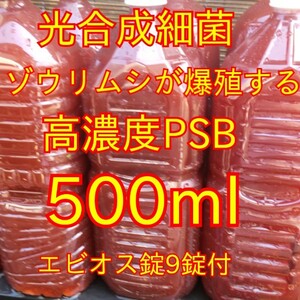 ゾウリムシ爆殖します★送料無料★自家培養★高濃度光合成細菌PSB500ml＋培養用エビオス錠９錠＃生クロレラも出品中