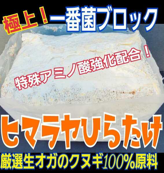 送料無料☆極上！初菌使用☆ヒマラヤひらたけ菌糸ブロック☆トレハロース・ローヤルゼリー強化配合！オオクワに抜群☆産卵床に使うと爆産！