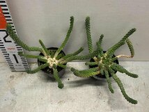 8650 「実生」ユーフォルビア イネルミス 2株セット【多肉植物・種から発芽！・Euphorbia inermis・九頭竜】_画像2