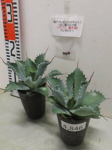 4846 「多肉植物」アガベ ポタトラム “スポーン” 2株セット【発根・ Agave potatorum “spawn”・購入でパキプス種子プレゼント】