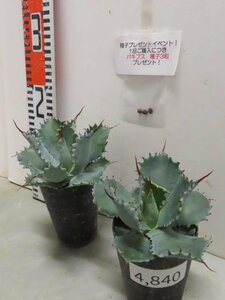 4840 「多肉植物」アガベ ポタトラム “スポーン” 2株セット【発根・ Agave potatorum “spawn”・購入でパキプス種子プレゼント】