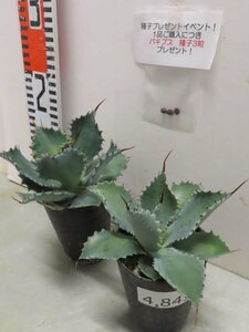 4843 「多肉植物」アガベ ポタトラム “スポーン” 2株セット【発根・ Agave potatorum “spawn”・購入でパキプス種子プレゼント】