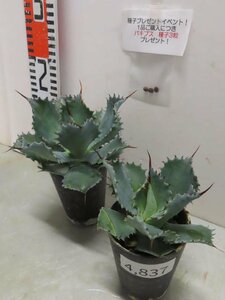 4837 「多肉植物」アガベ ポタトラム “スポーン” 2株セット【発根・ Agave potatorum “spawn”・購入でパキプス種子プレゼント】