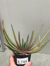 8744 「実生」アロエ　コンプレッサ　【多肉植物・アロエ・種から発芽！Aloe Compressa】_画像7