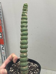 8737 「多肉植物I」ユーリキニア カスタネア スピラリス 植え【発根甘目・Eulychnia castanea f. 'spiralis'】