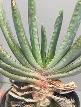 8742 「実生」アロエ　コンプレッサ　【多肉植物・アロエ・種から発芽！Aloe Compressa】_画像5