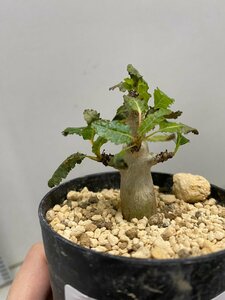 8596 「塊根植物」ボスウェリア　ナナ 植え【多分発根開始・Boswellia nana・希少・多肉植物】