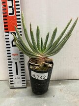 8742 「実生」アロエ　コンプレッサ　【多肉植物・アロエ・種から発芽！Aloe Compressa】_画像2