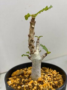 8594 「塊根植物」ボスウェリア　ナナ 植え【多分発根開始・Boswellia nana・希少・多肉植物】