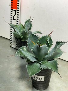 2338 「多肉植物」アガベ ポタトラム “スポーン” 2株セット【発根・リュウゼツラン・ Agave potatorum “spawn”】