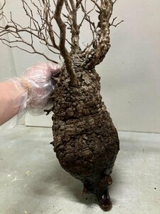 3142 「塊根植物」マダガスカル特急便 鮮度自信ありパキプス【到着後3日以内の返品OK・根切確認済・Operculicarya pachypus】