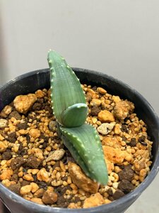 6331 「多肉植物」アロエ　ペアルソニー　植え【Aloe pearsonii・発根・美株】