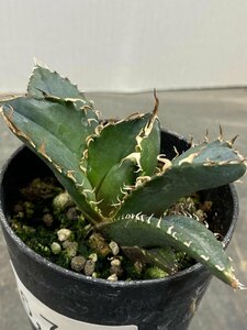 6710 「激レア高級品種」アガベ チタノタ 白鯨 植え【発根・Agave Titanota White Whale・】