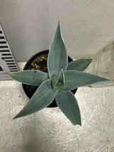 6353 「多肉植物】アガベ　ドラゴントゥース 植え 斑入り【サボテン・リュウゼツラン・Agave pygmaea Dragontoes】_画像4