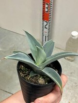 6353 「多肉植物】アガベ　ドラゴントゥース 植え 斑入り【サボテン・リュウゼツラン・Agave pygmaea Dragontoes】_画像10