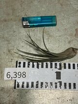 6398 「エアプランツ」tillandsia tricholepis × disticha grey 抜き苗【希少・美株・チランジア】_画像2