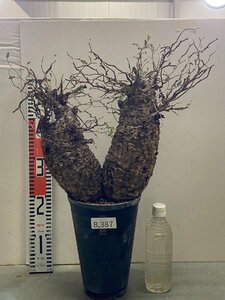 8387 「塊根植物」オペルクリカリア パキプス 植え【発芽開始！・多分発根株・Operculicarya pachypus・丸株・美株】